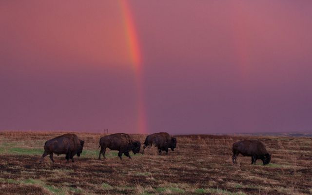 Four bison graze in a prairie with a rainbow and pink sky behind them.