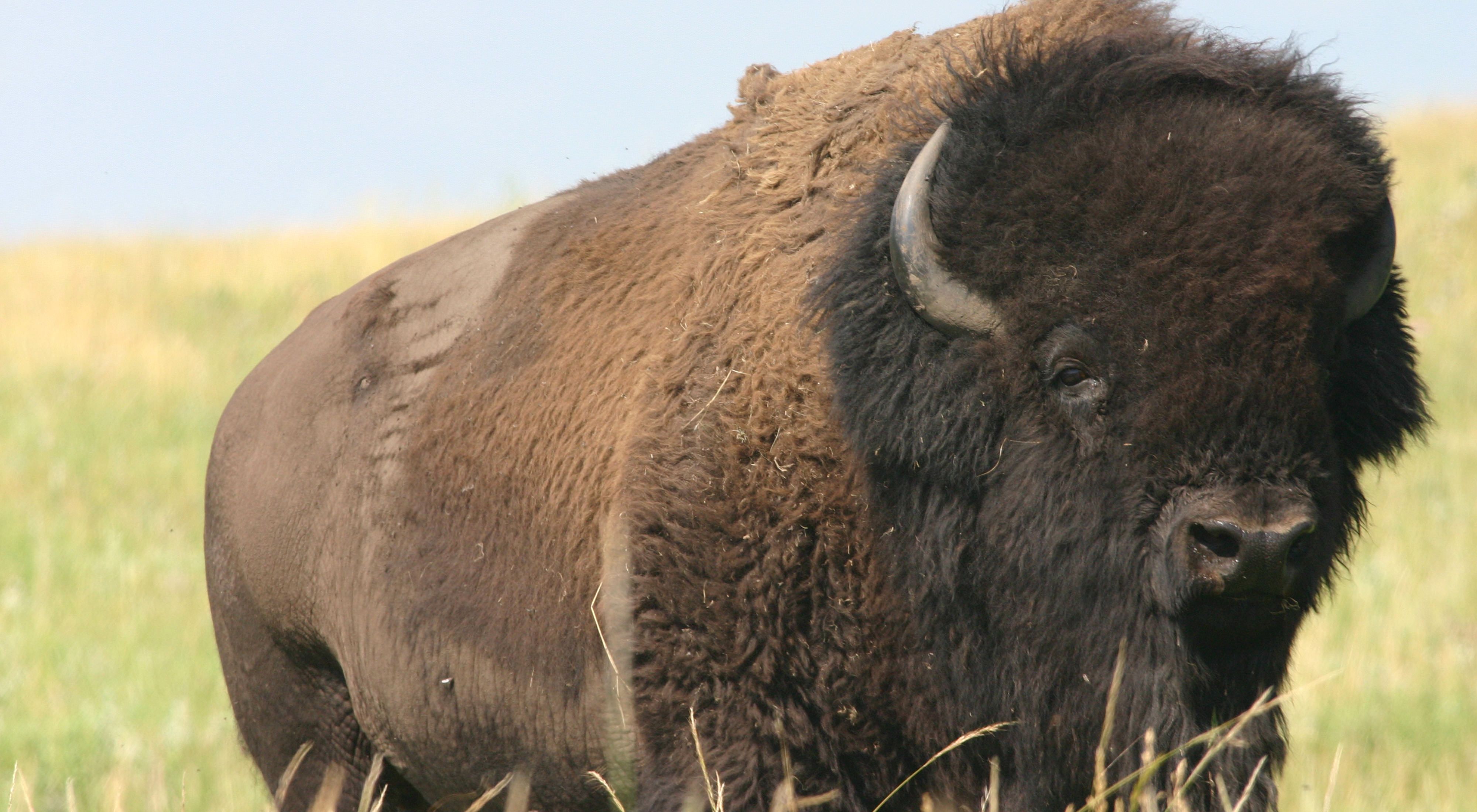 A bison bull looking at the camera.