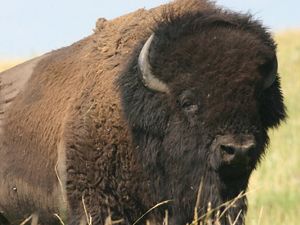 Closeup of a large bison standing in a grassy field.