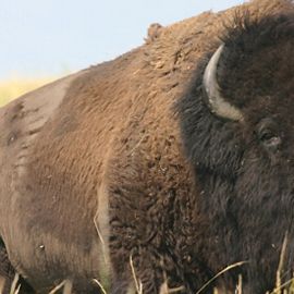 Bison bull closeup.