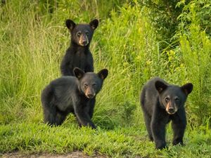 Three bears walk across a grassy field.