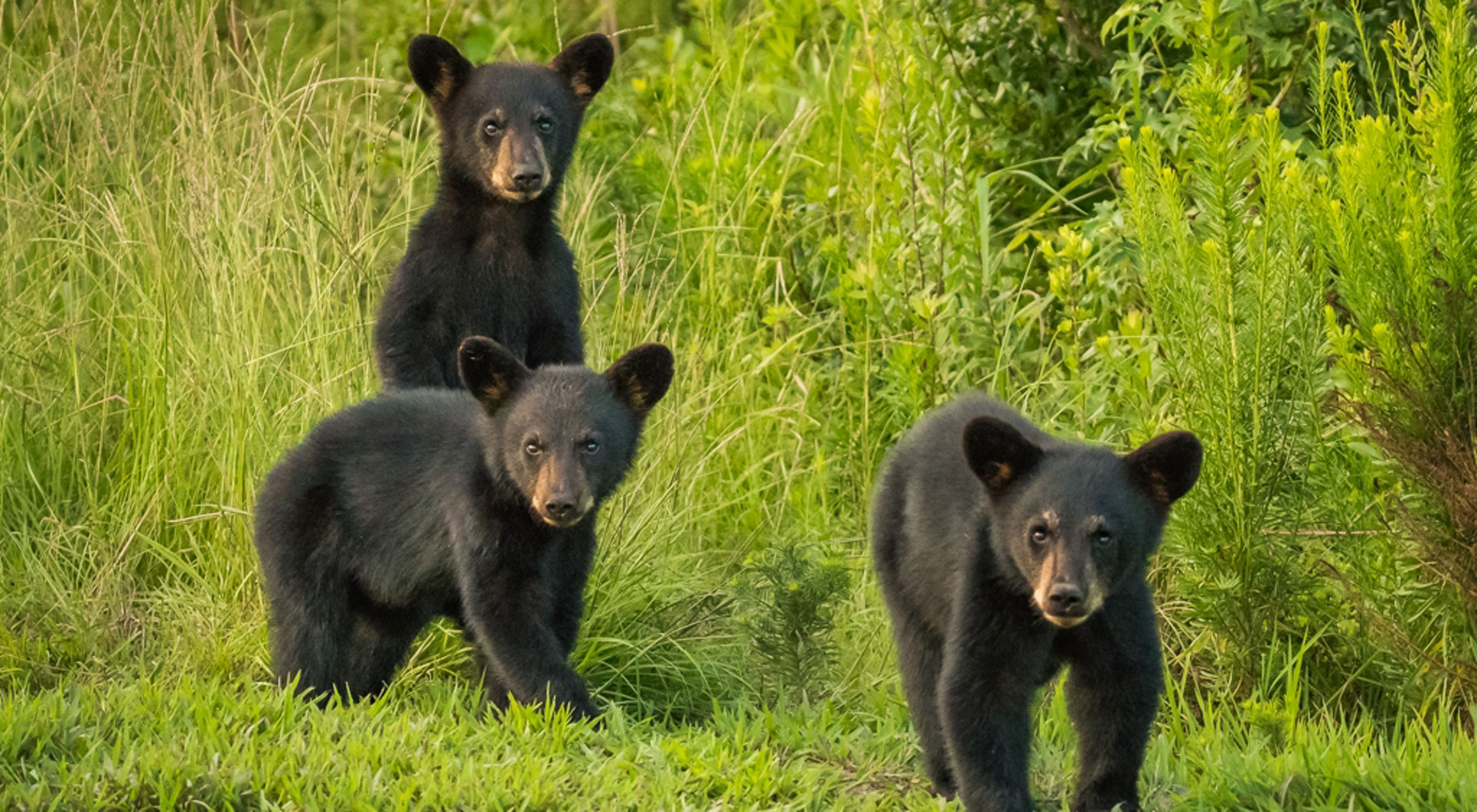 Three young bears walk across a grassy field.