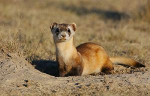 A black-footed ferret is looking straight at the camera.