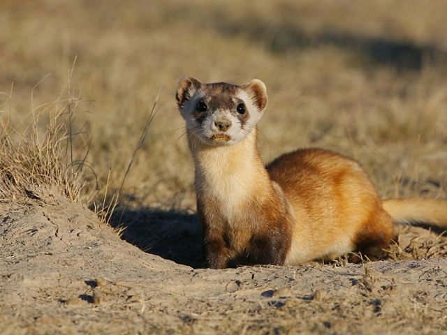 A black-footed ferret stands among sand and short grasses.