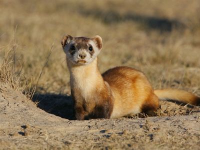 Black footed ferret standing at entrance to burrow