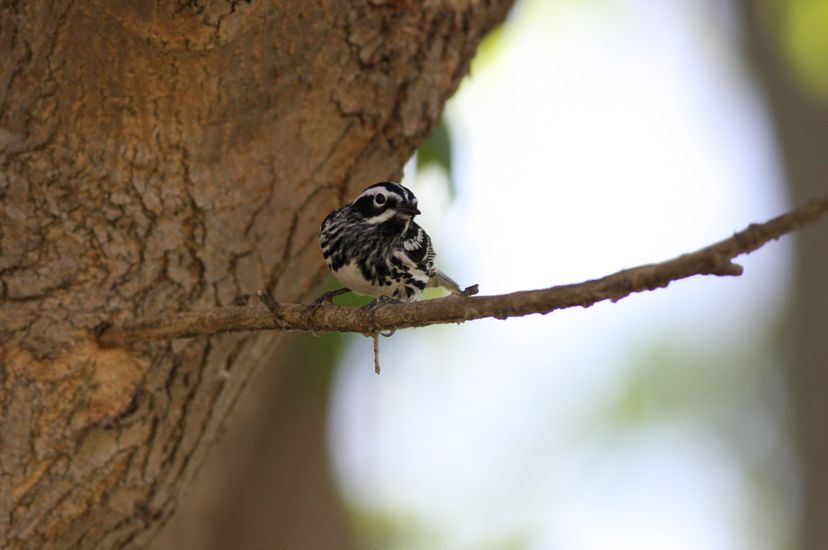 A small black and white songbird perches on a thin branch growing from the side of a large tree.