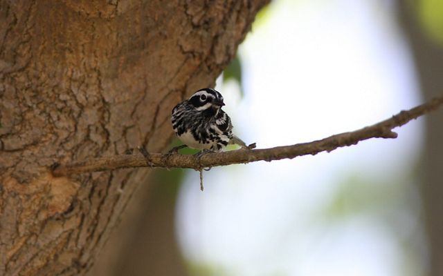 A black and white warbler has interesting striped and mottled patterns on its feathers to help it blend in.