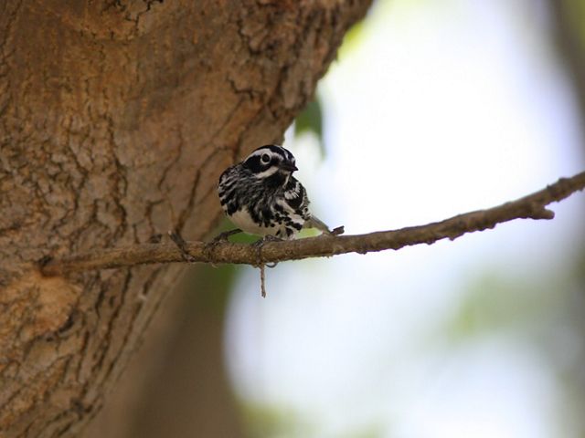 A small black and white songbird perches on a thin branch growing from the side of a large tree.