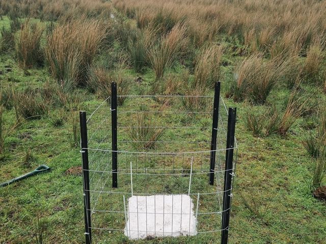 plot set up to monitor carbon sequestration in a wetland habitat.