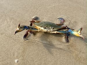 A large crab in wet sand on the beach, raising its blue craws aggressively toward the camera