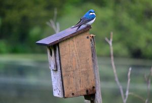 A blue and white bird rests on a wooden birdhouse.