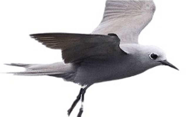 A light grey seabird in flight.