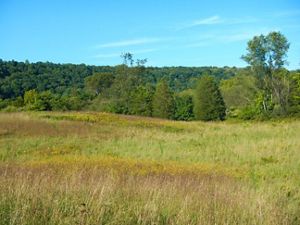 Green fields and forests.