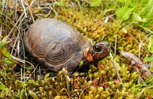 A small brown turtle with orange cheeks and a red speckled face sits in a patch of green moss.