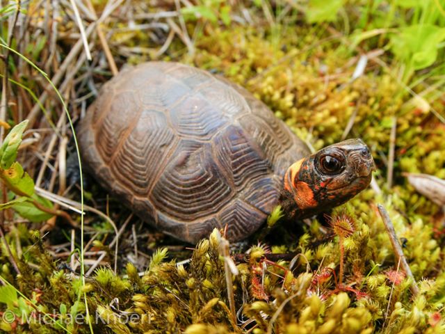 A Bog turtle looking up from a mossy bog floor.