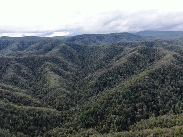 Los bosques de Chaihuín tras 20 años de protección