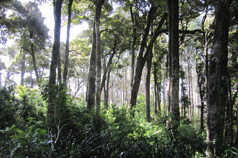 Bosques de olivillo costero donde ha sido observada la comadrejita trompuda, en la Reserva Costera Valdiviana.
