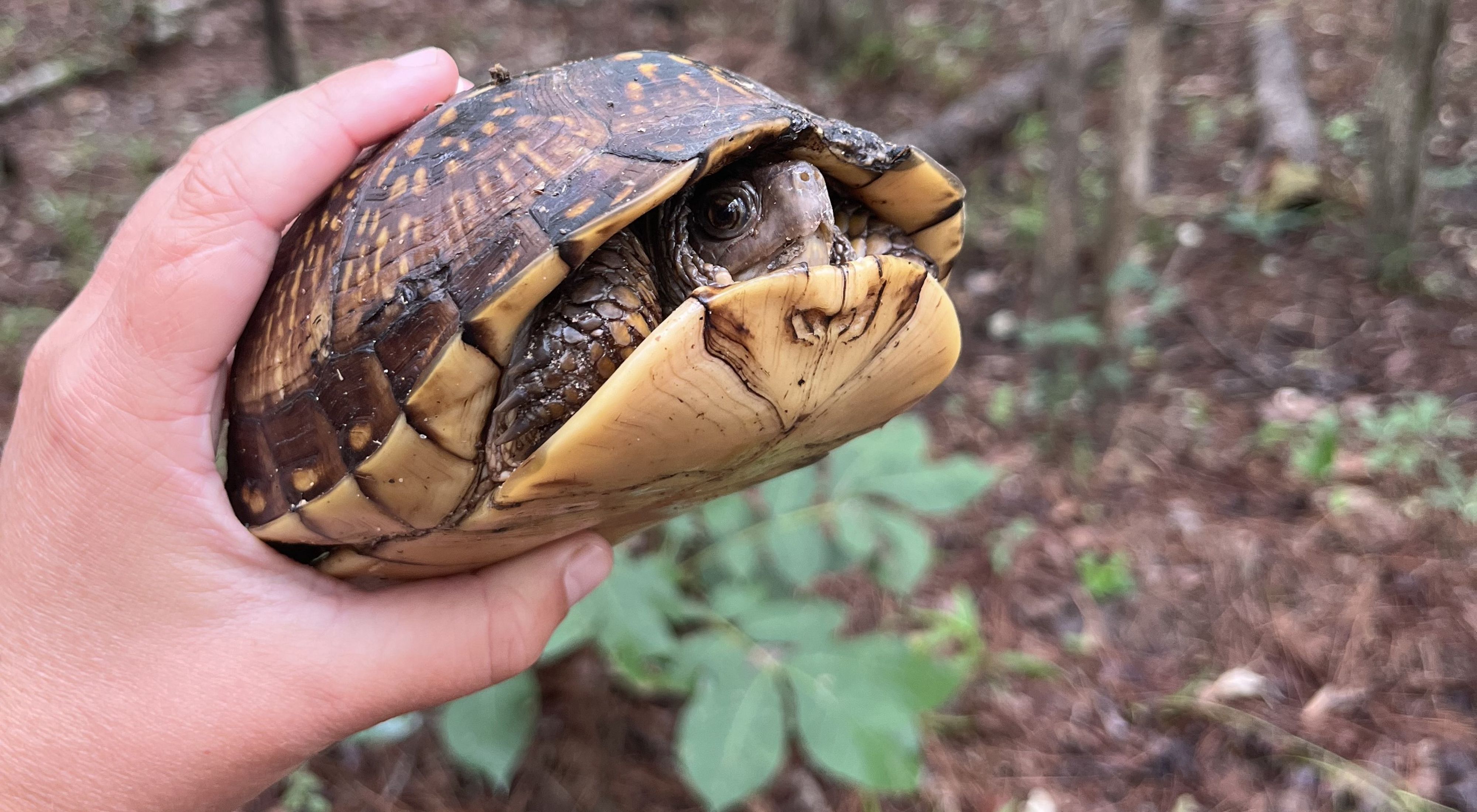 A hand holds a turtle that has retracted into its shell.