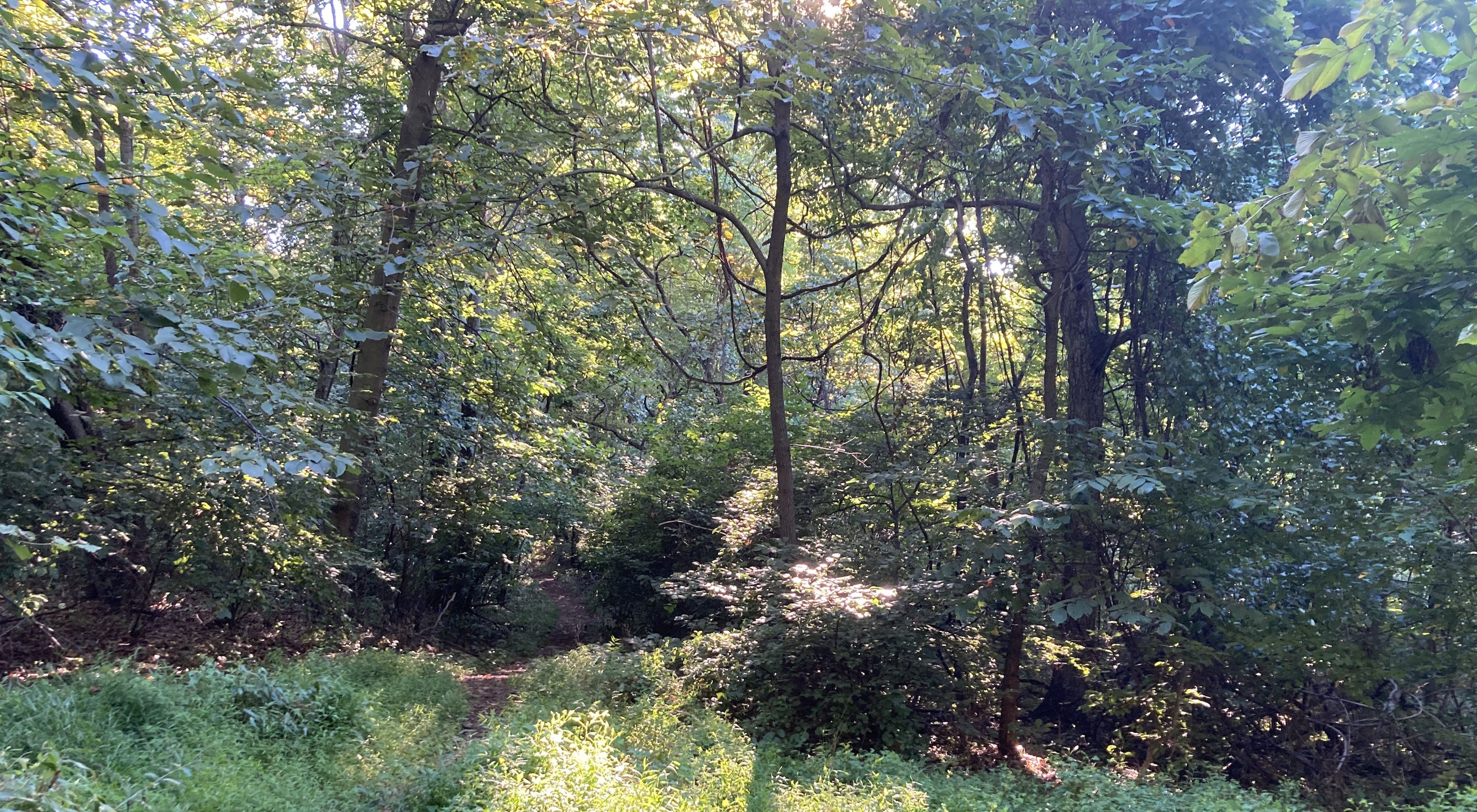 A cleared path cuts through a dense forest.