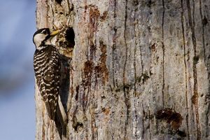 Red-cockaded woodpecker on a tree with a small cavity.