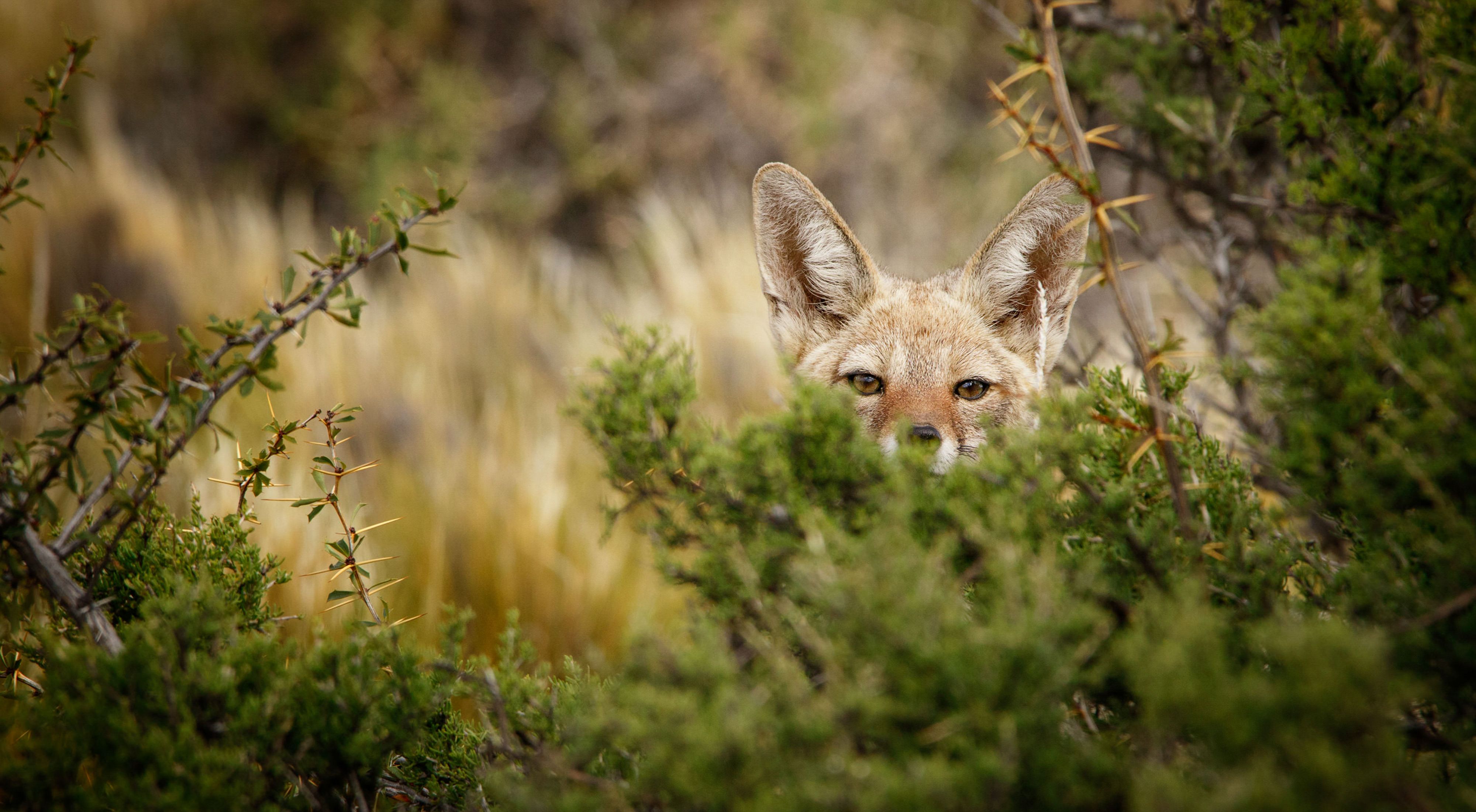Uma raposa observa por trás de arbustos na Patagônia.