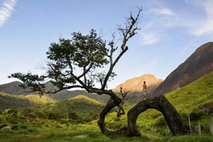 Pessoa andando sobre árvore no Cerrado.