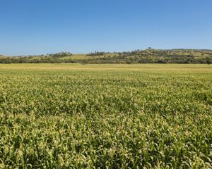 Plantação de soja no Cerrado
