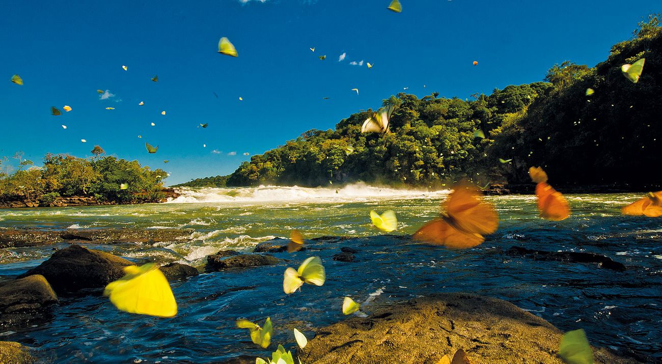Borboletas na margem do Rio Juruena, na Bacia do Tapajós, na Amazônia.