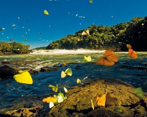 Borboletas na margem do Rio Juruena, na Bacia do Tapajós, na Amazônia.