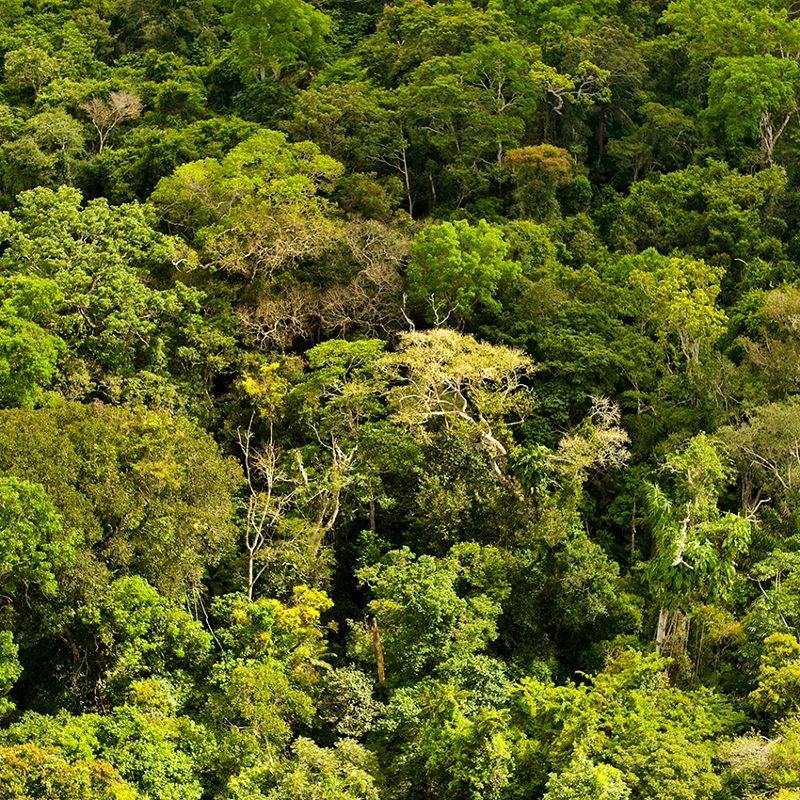 a lush tropical forest