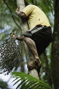 (ALL INTERNAL and LIMITED EXTERNAL RIGHTS) A man catch the Açaí on the expansive Oiapaque indigenous region in the Amazon region of Brazil. The Nature Conservancy has been partnering with local indigenous communities in Oiapoque since 2001 to demonstrate how indigenous people can manage their lands reconciling biodiversity conservation with their economic, social and cultural needs. PHOTO CREDIT: © Haroldo Palo Jr.       