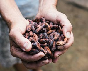 Produtor com amêndoas de cacau.