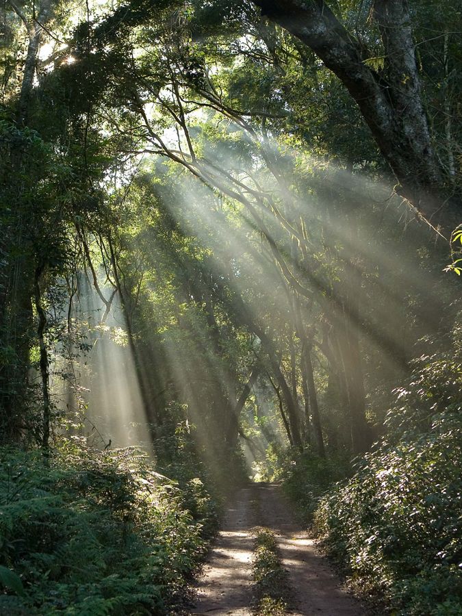 Light shining through trees over a forest trail.