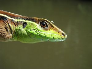 close-up image of the face of a green and brown lizard