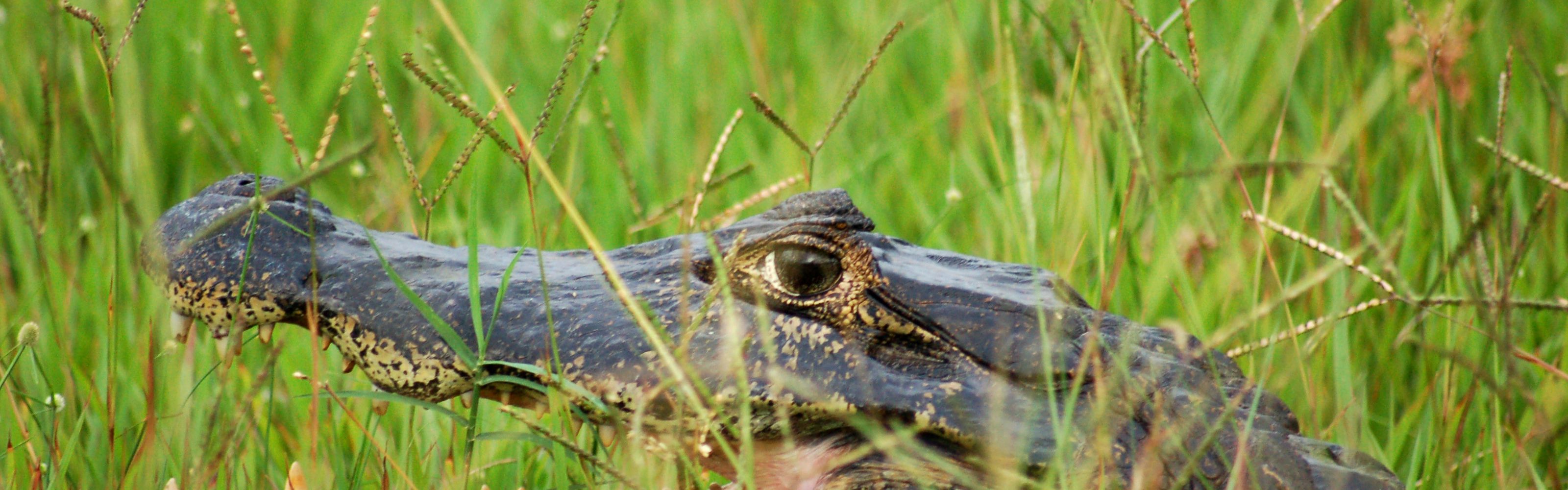 Bem escondido nas altas gramíneas do pantanal da região brasileira do Pantanal, o caimão (Caiman crocodilus).