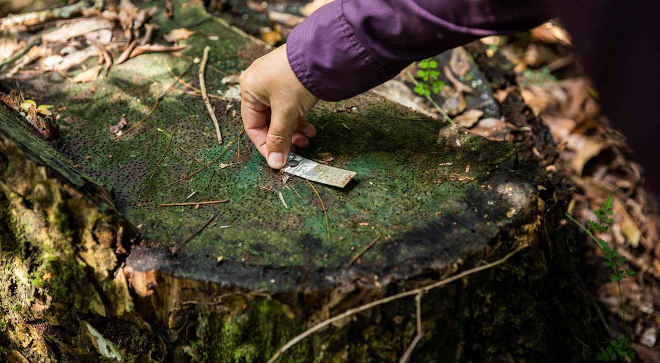 Desafios da implementação do Código Florestal