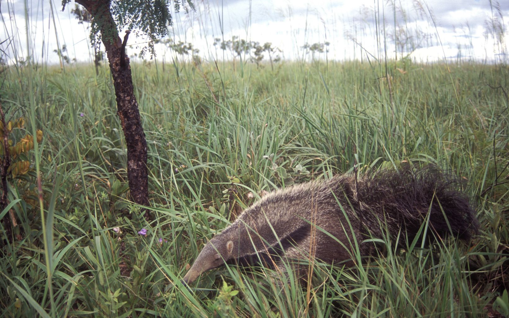 Fauna O Cerrado abriga uma grande diversidade de espécies de animais, como o Tamanduá. © Leandro Baumgarten/TNC