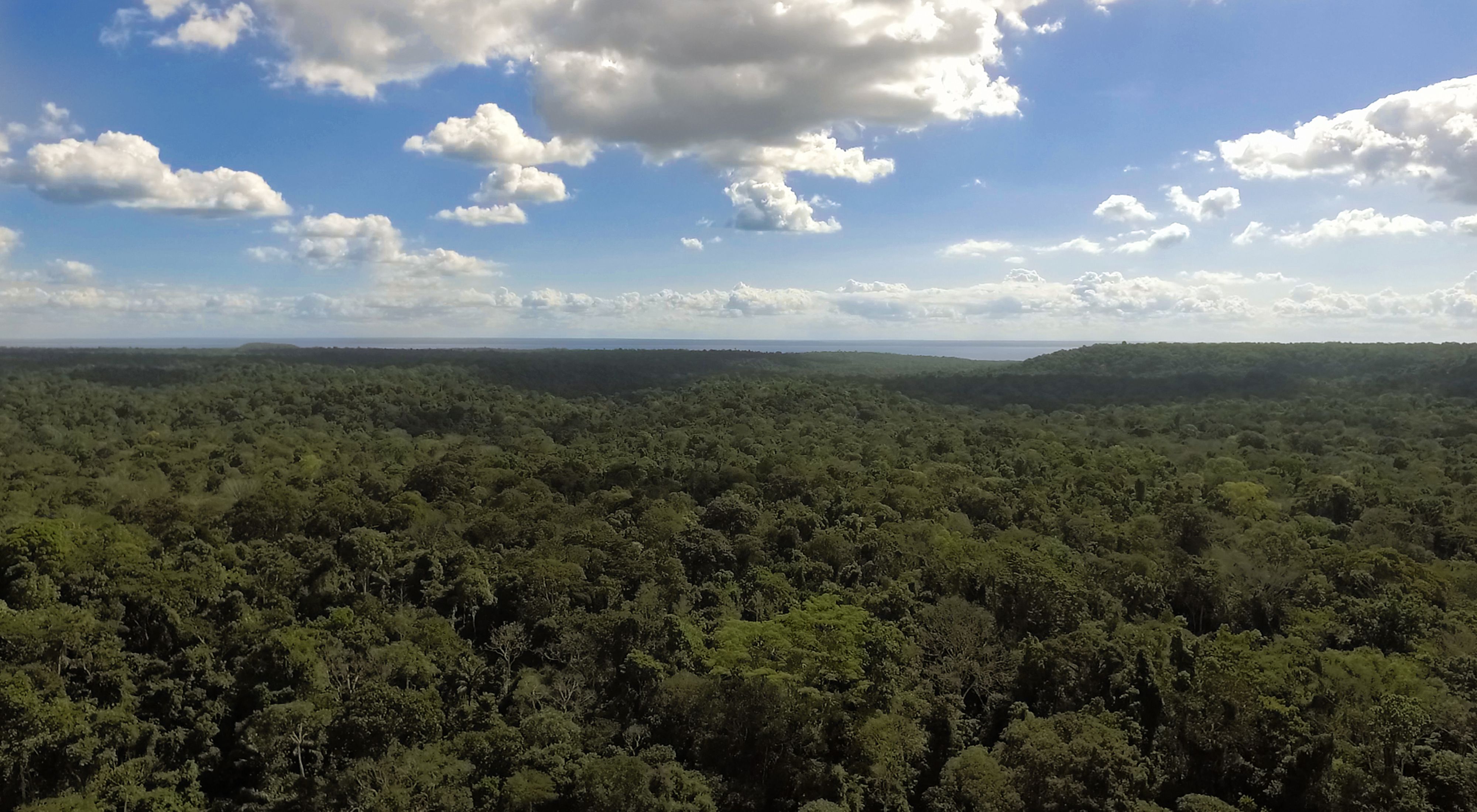 Vista aérea da Floresta Nacional do Tapajós