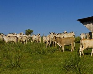 Gado em pasto da Fazenda Santa Izabel, em São Félix do Xingu-PA.