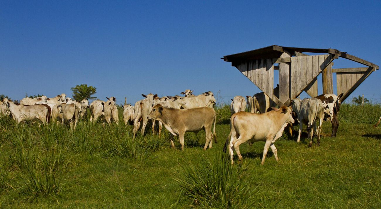 Gado em pasto da Fazenda Santa Izabel, em São Félix do Xingu-PA.
