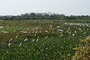 Jabiru storks and egrets in Pantanal wetland, Mato Grosso State, Brazil