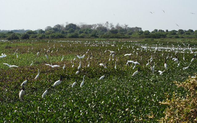 Jabiru storks and egrets in Pantanal wetland, Mato Grosso State, Brazil