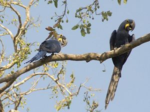 Pájaros coloridos sobre la rama de un árbol