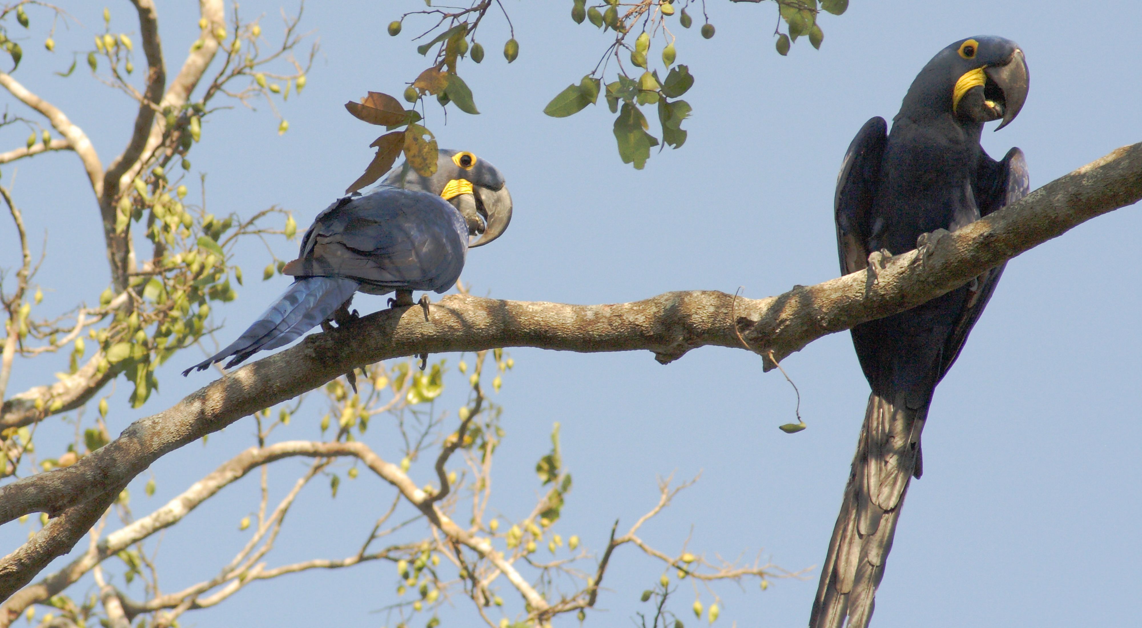 Hyacinth macaws, Pantanal, Mato Grosso State, Brazil