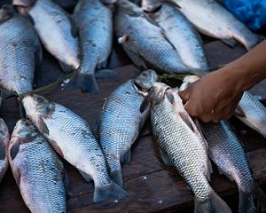 Pesca ribeirinhos no Tapajós