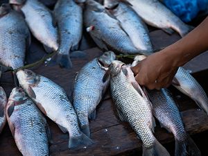Pesca ribeirinhos no Tapajós