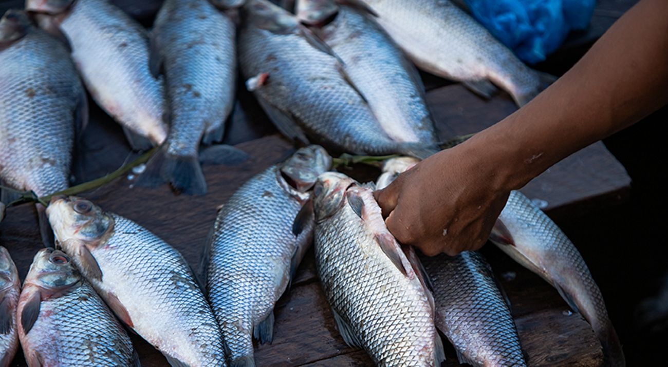 Peixes prontos para venda no Tapajós