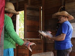 Pescadores com o peixe Dourada em Soure - Marajó - 2022