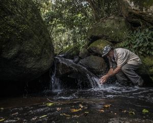 Afonso Cláudio, ES, Brazil: 09/27/2018: The property of Itamar and Ranilda da Silva is part of the reforestation program, supported by the TNC. In addition to producing coffee, the property has agroforestry and has a native reserve. They receive payment for environmental services.