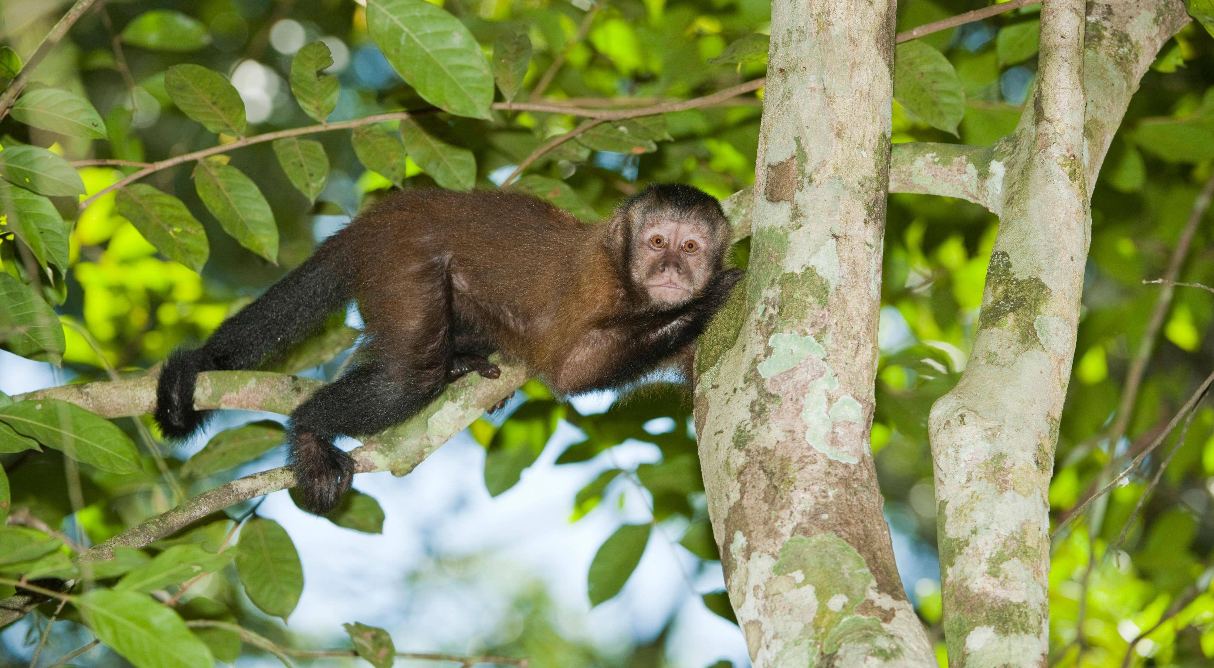 Macaco em Floresta no Oiapoque-AP